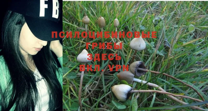 Псилоцибиновые грибы Psilocybine cubensis  Елабуга 